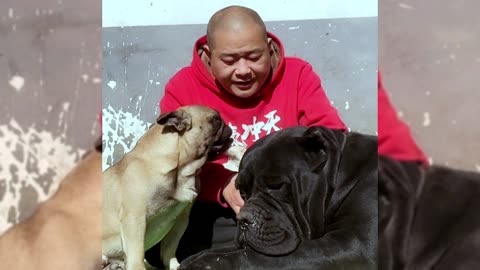 [Pet dog]Dogs are man’s most loyal friends[pug]Cute funny bulldog29