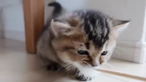 Collected cute scenes of small kitten