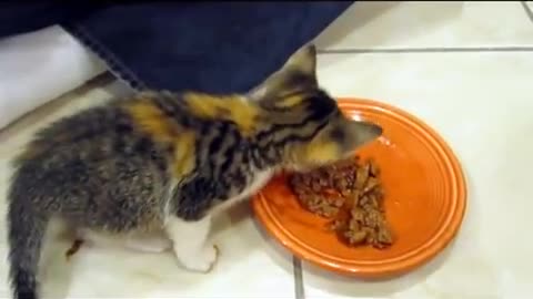 Best Funny Animal Videos Of The 2023 🤣 - Funniest Cats And Dogs Videos 😺😍