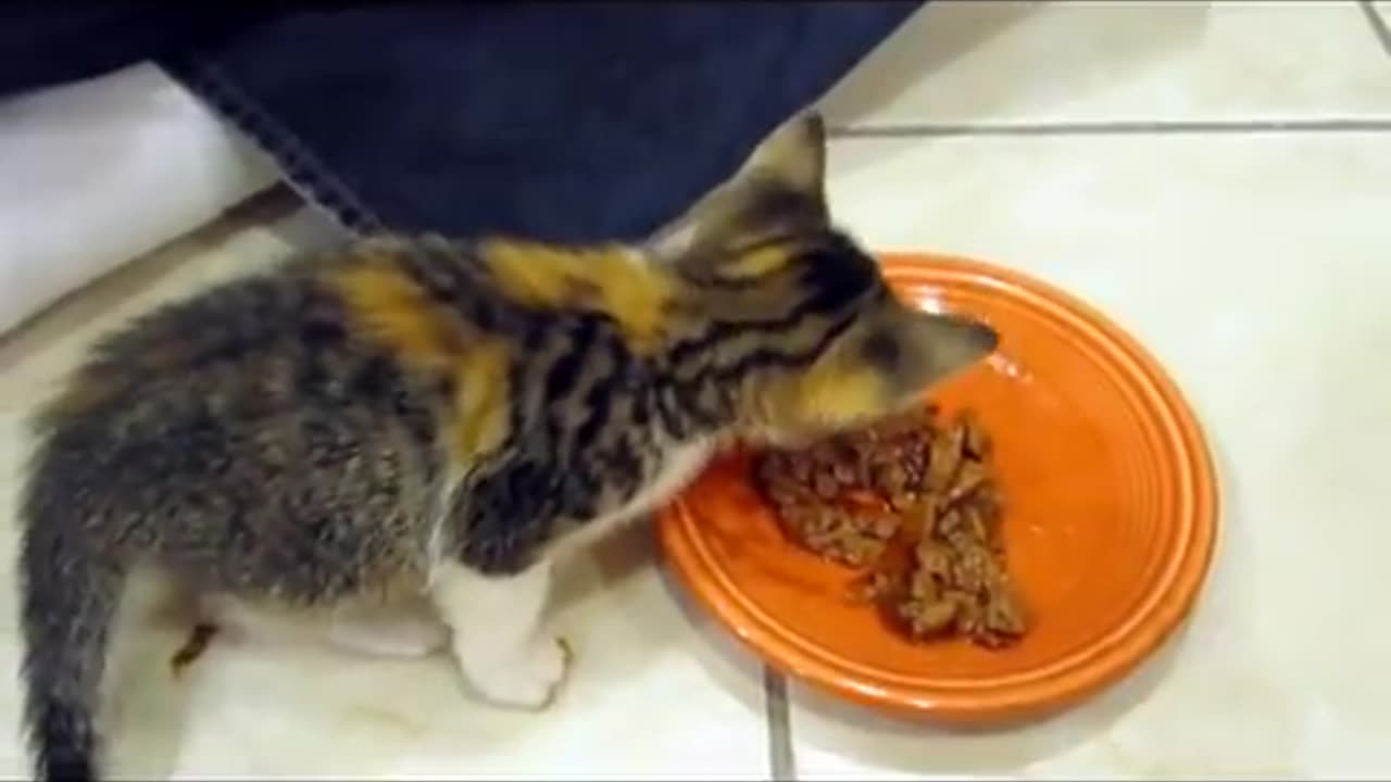 Best Funny Animal Videos Of The 2023 🤣 - Funniest Cats And Dogs Videos 😺😍
