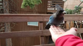 Hand Feeding my Stellar's Jay