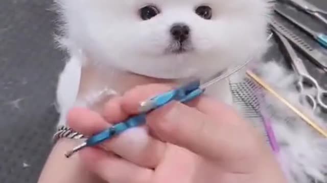 Cutest Puppy Gets A Haircut | Animal Shorts | Cute Dog Videos