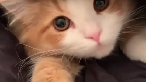 Cute cat