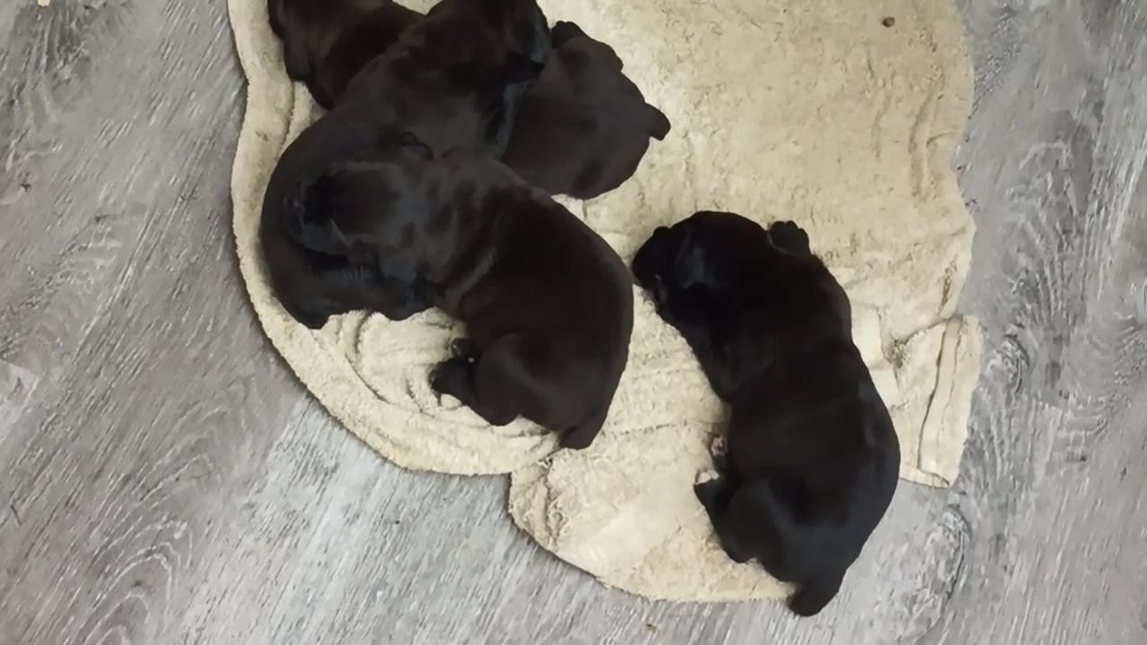 Cane Corso Pups Warhammer's LaDona Luxor Litter 2023