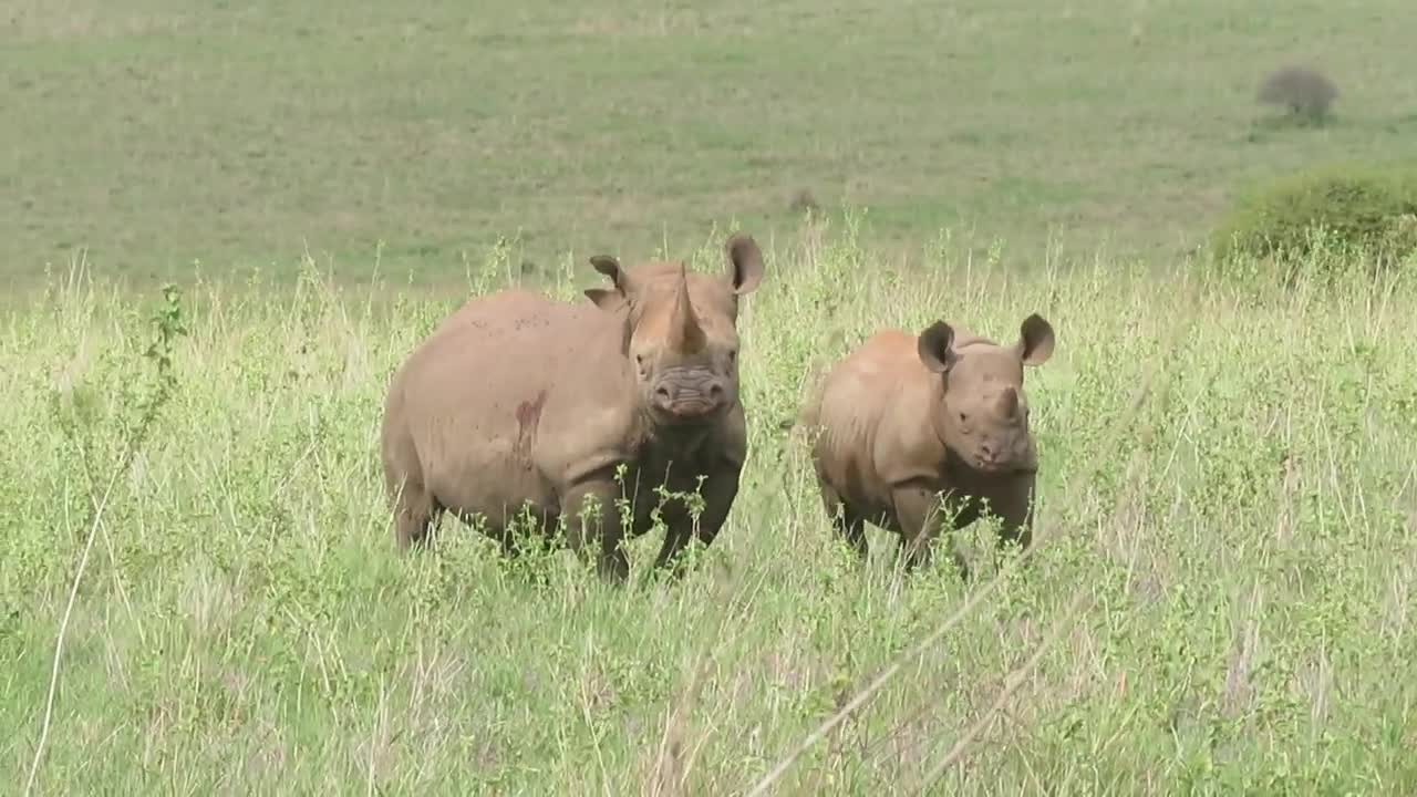 Black Rhinos // Beyond Your Dreams Safaris// Nairobi National Park!!