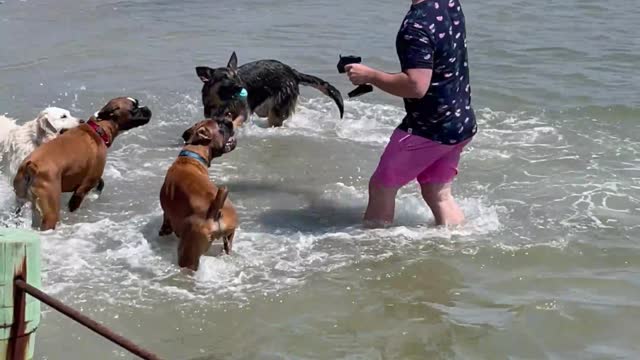 Dogs Chase RC Boat