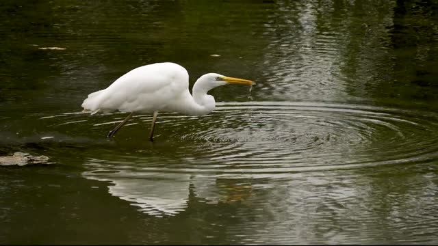 heron