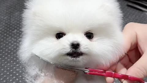 Cutest dog having a trim