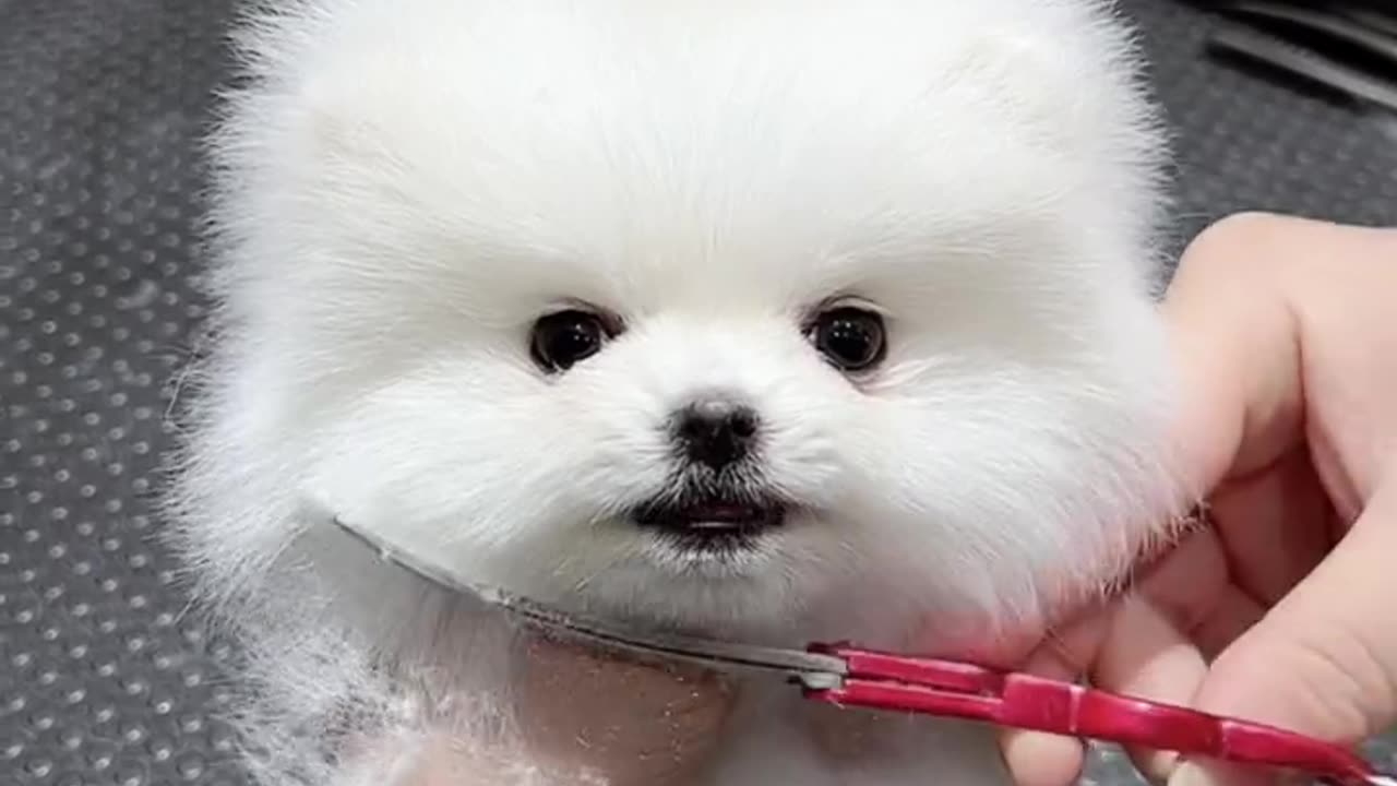 Cutest dog having a trim