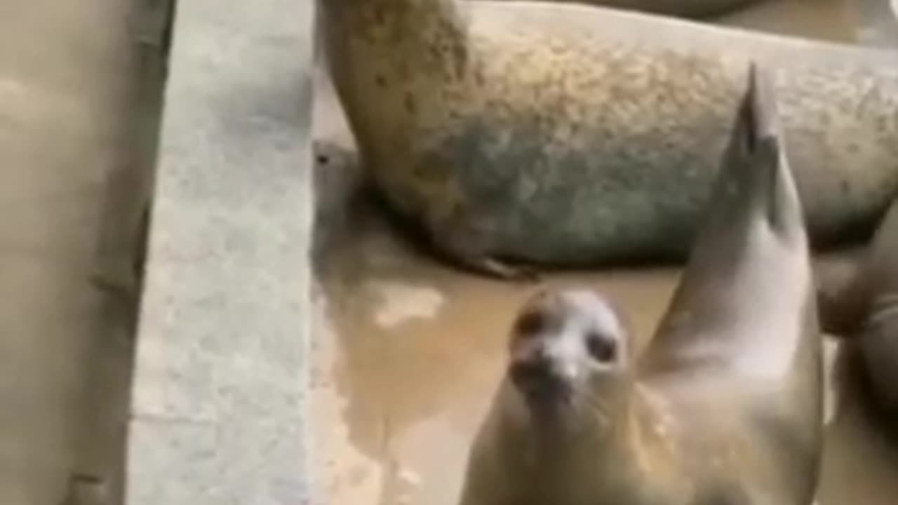 Cat slaps sea Lion for eating