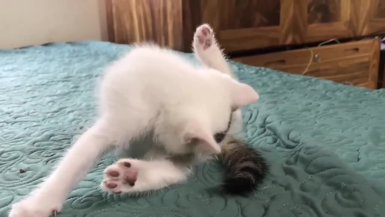 Cute Video of Kitten/Try Not To laugh