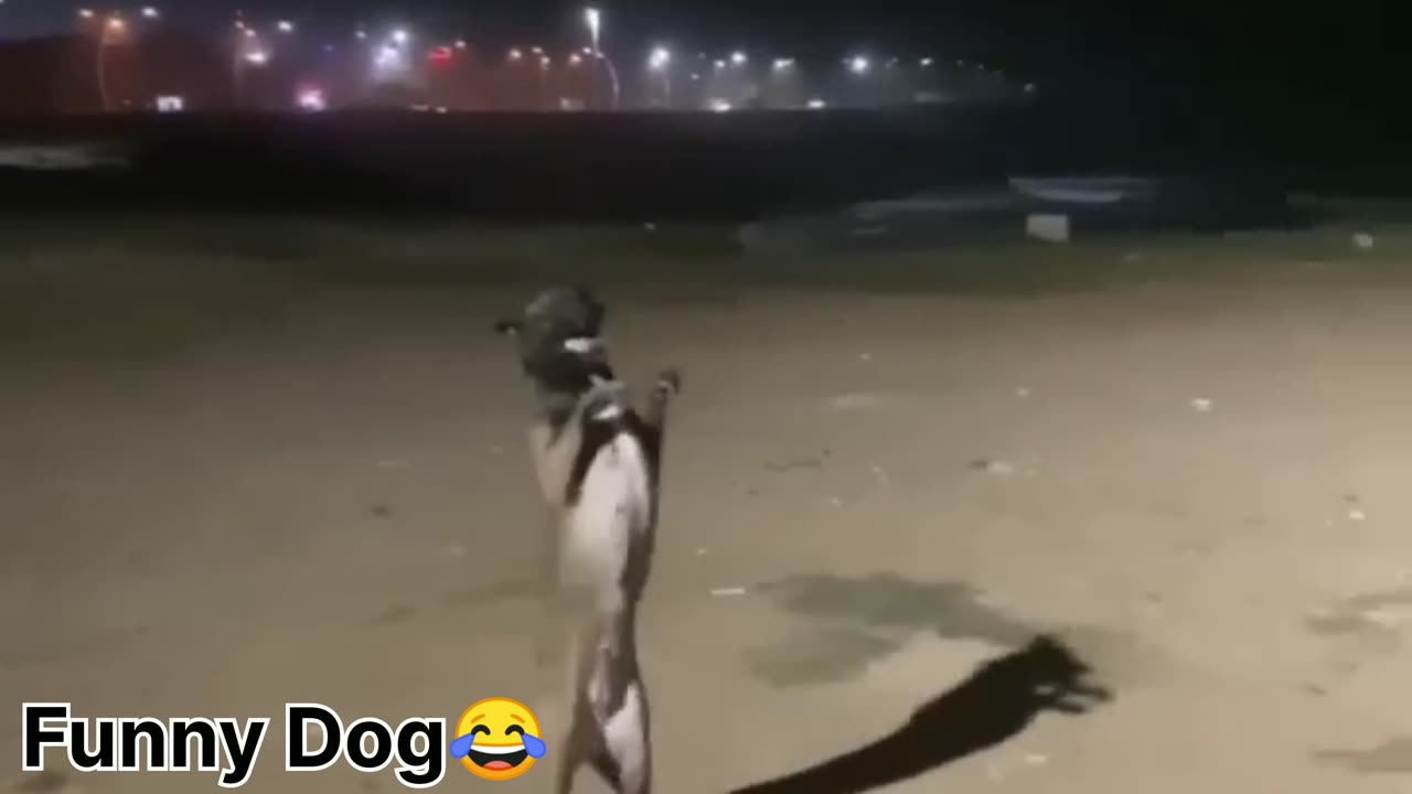 Funny Dog video 2023😂😂