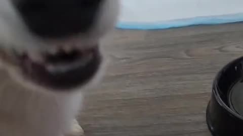 What do you guys mix with your kibbles? 🐶