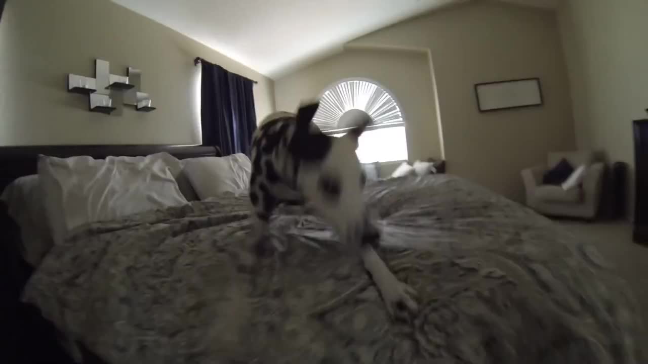 Dalmatian's crazy post-bath routine