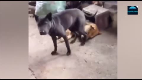 Funny animals - Funny cats _ dogs - Funny animal videos 2024