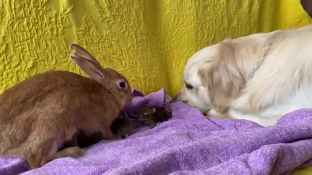 Golden Retriever and Baby Bunnies 7 days old [Friendliest Dog]