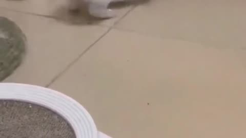So funny cats compilation 🐱🐈🐈‍⬛🐈