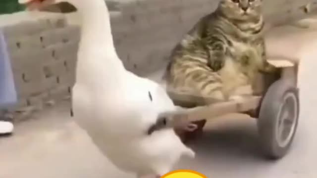 funny cats short videos|😂| part 182 |👍| Hello cats #shortvideo #shorts