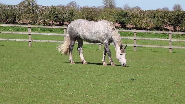 The horse eats grass in the pasture.