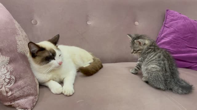 What a Kitten does when a Cat ignores him