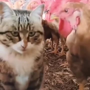 Funniest cats🐱In The World😂 Funny and Fails Pets Video