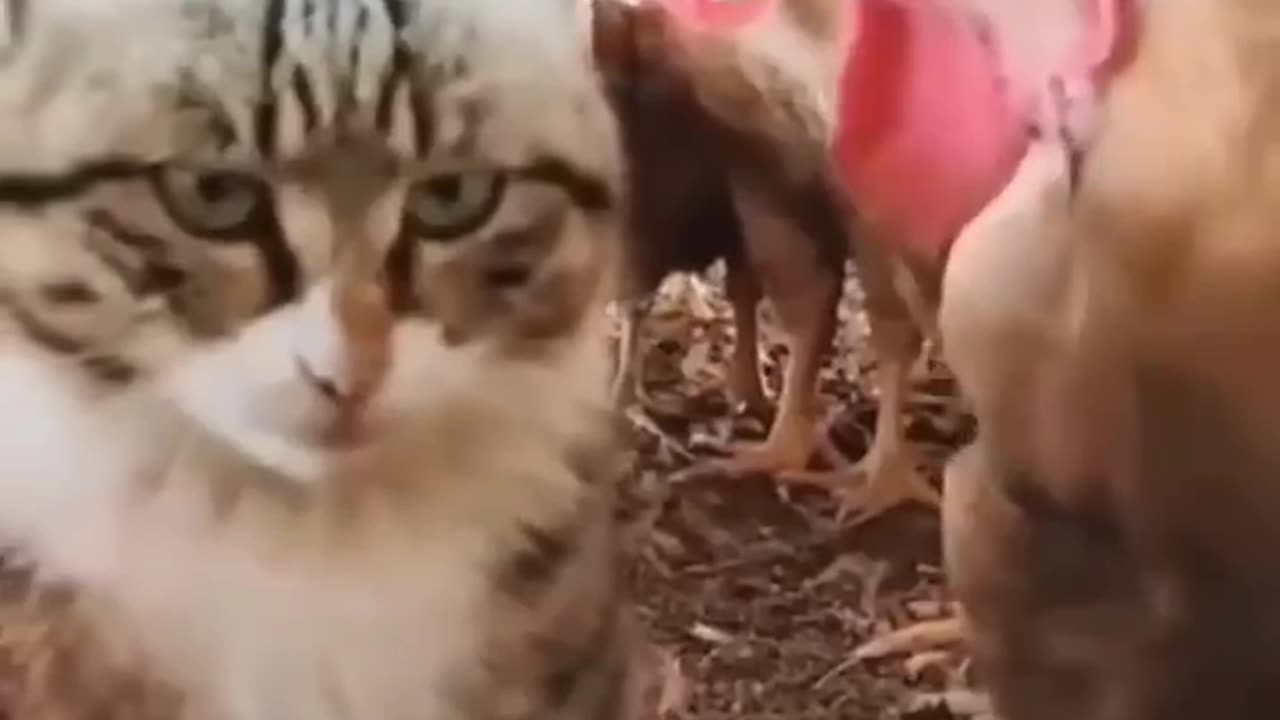 Funniest cats🐱In The World😂 Funny and Fails Pets Video