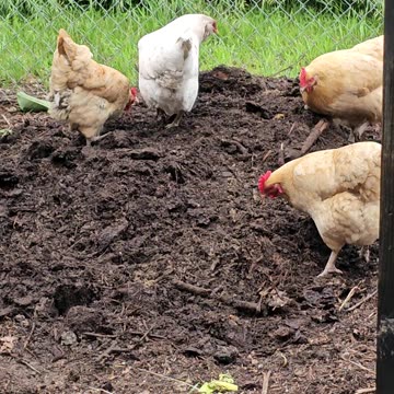 OMC! Whitey in the dirt-bathhouse and then runs away like a shy little chicken!