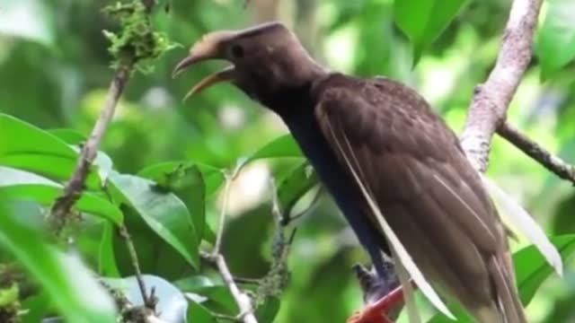 halmahera angel bird