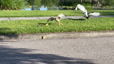 Duckling Taken by Bigger Bird