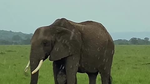 Funny Animals Fun Elephant Distress call Nature