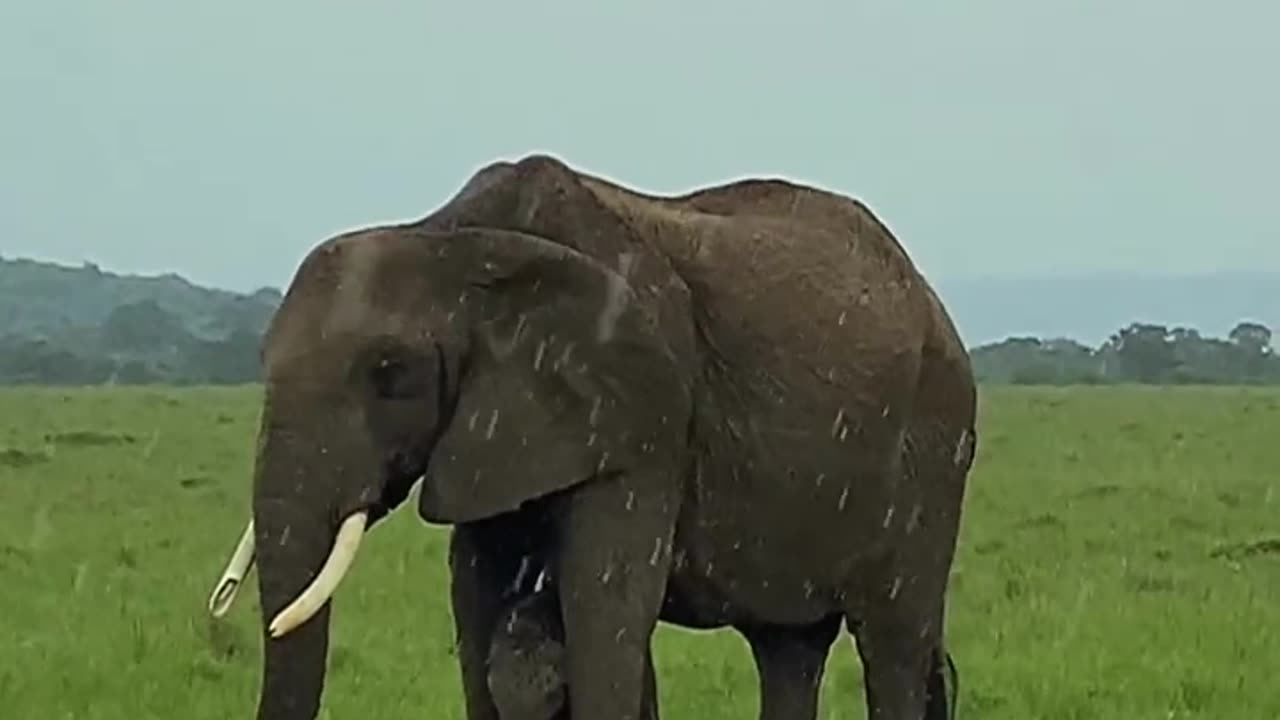 Funny Animals Fun Elephant Distress call Nature