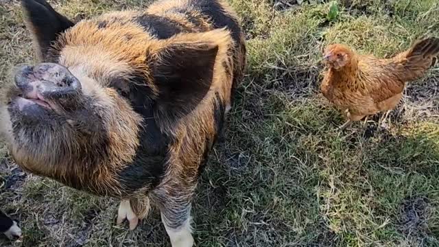 Turkey Tom Takes Pineapple From Boar