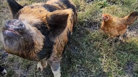 Turkey Tom Takes Pineapple From Boar