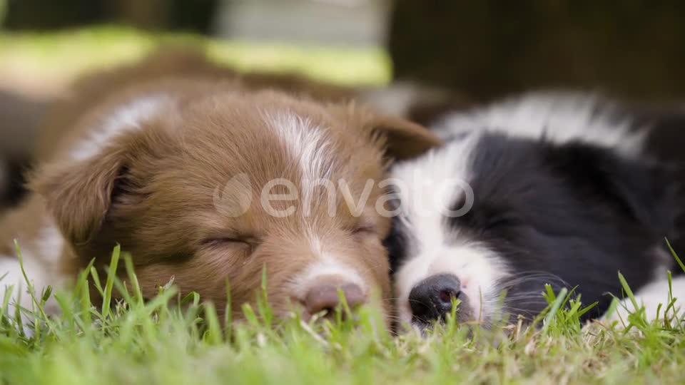 my dogs sleeping to gether very funny scene