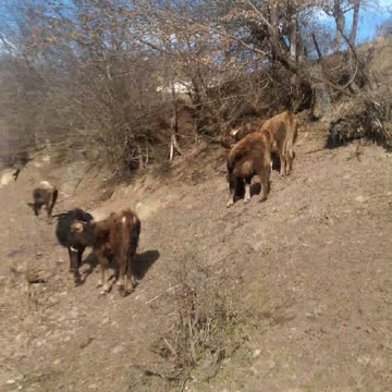 Погоня за коровьими