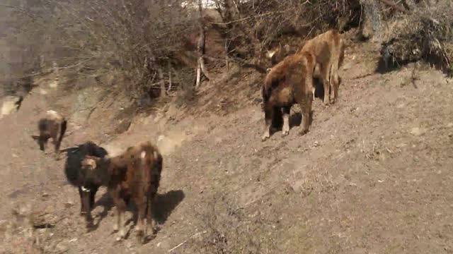 Погоня за коровьими