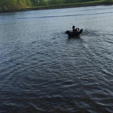 Young Scared Dog Skips Across Water