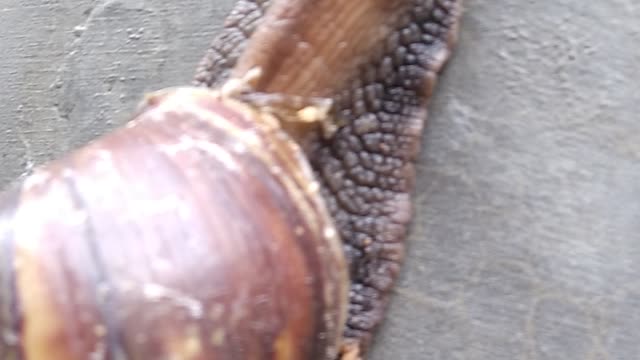 The snail couple climbing wall