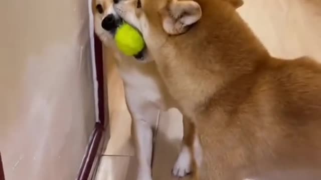 Funny dogs | Dog lover