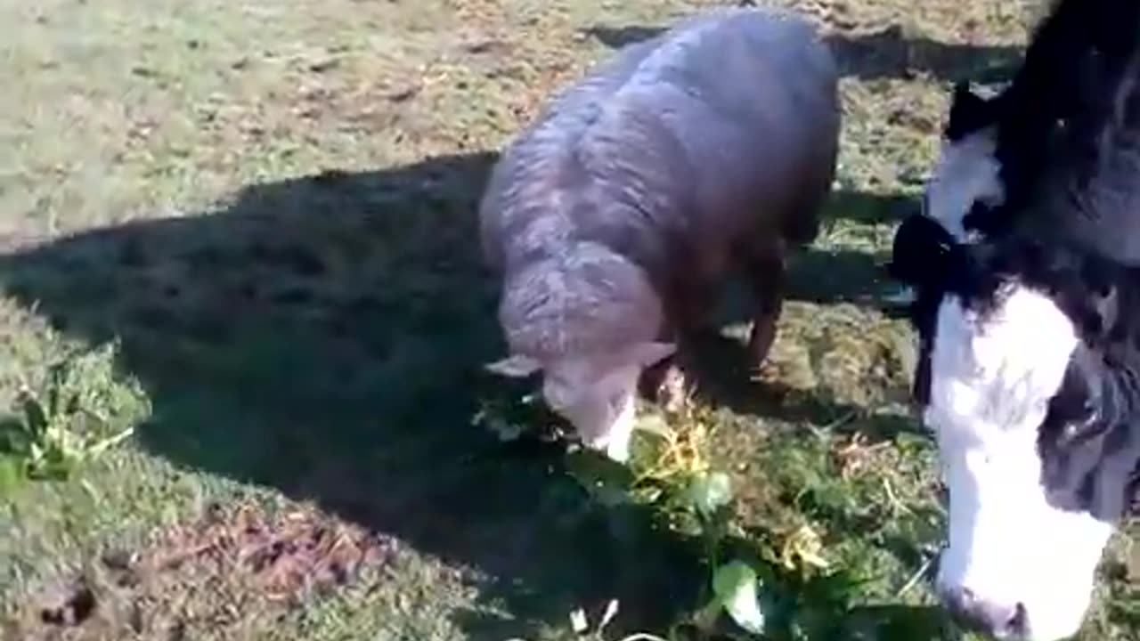 Sheepy eating leaves