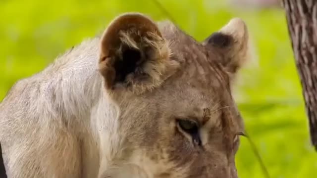 South africa forest lion