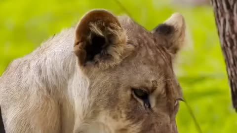 South africa forest lion