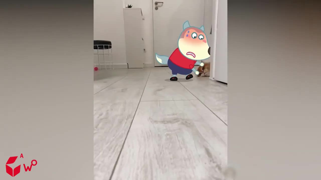 Funny Cats Videos #3