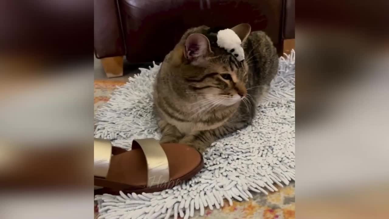 Funny cat