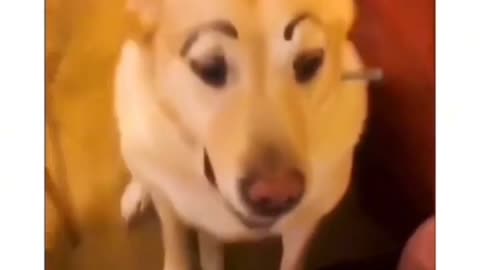 If you laugh at these funny dogs video,you lose.