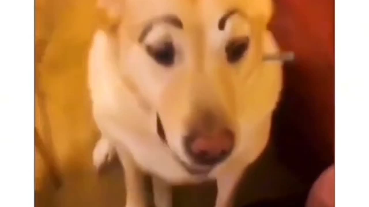 If you laugh at these funny dogs video,you lose.