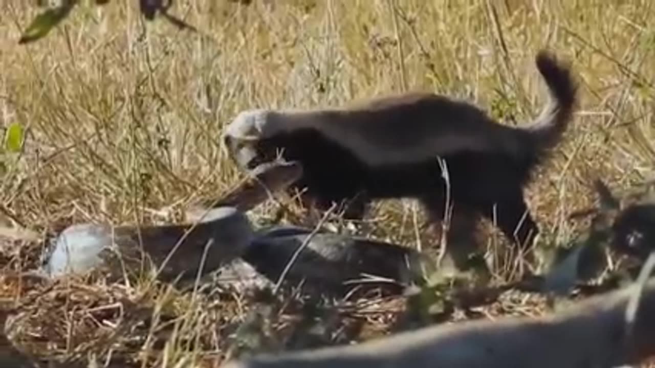 The best fight in the Animals Kingdom