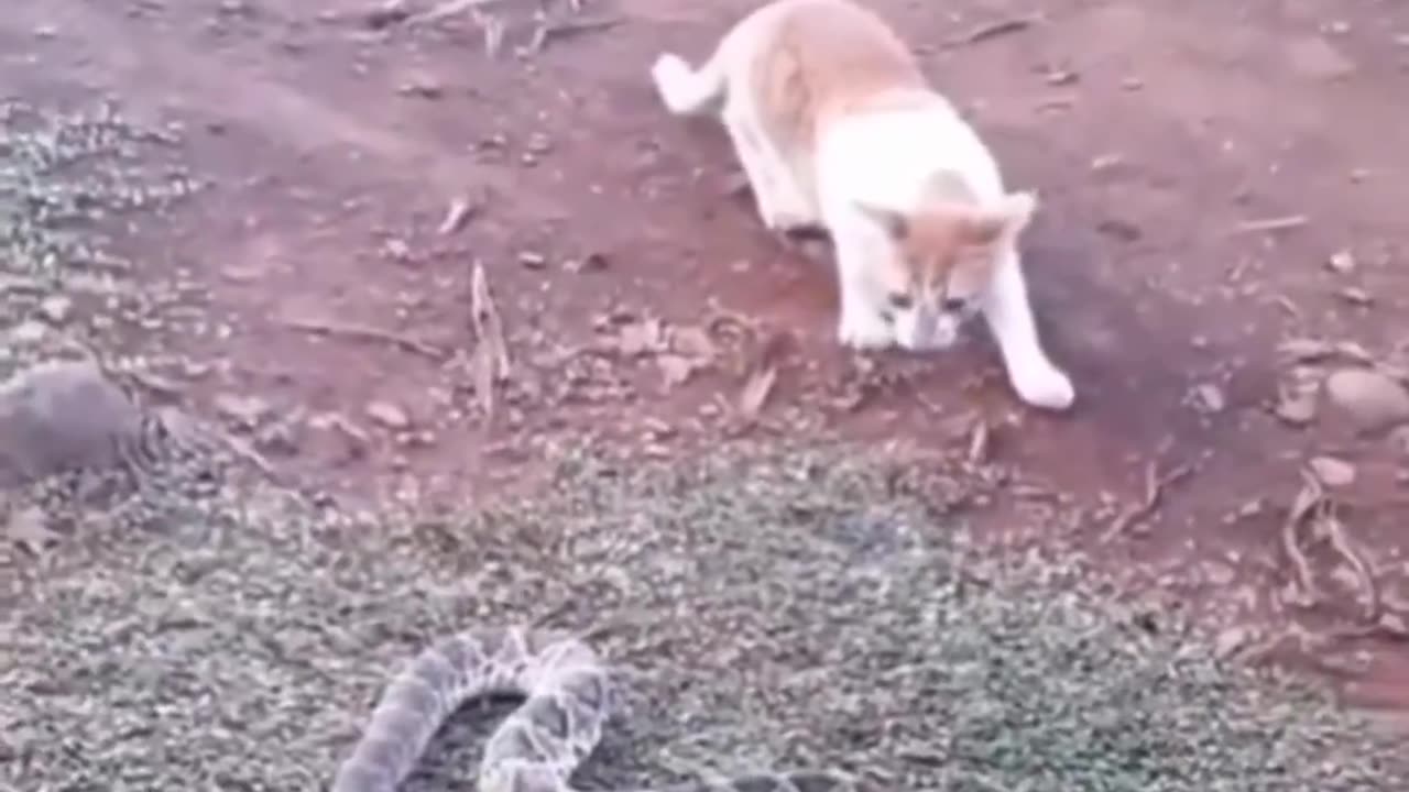 Cat 🐈 Vs Dog 🐕 Action Together Fully Satisfaction Video Ever You Seen