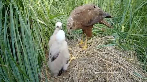 Dunia hewan anakan burung elang