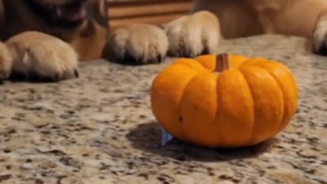 Puppies VS Pumpkin!